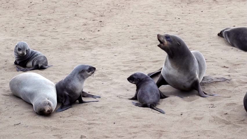 Seals of varying sizes lounge on sand. Adult seal barks at smaller one while pup stays close. Group of seals in their natural habitat on shore in Namibia.