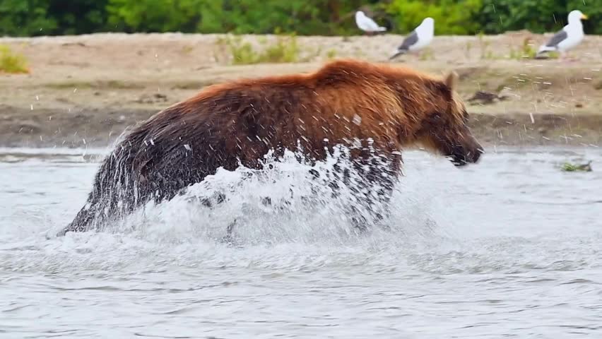 Several Brown Bears wade and splash in river. Water splashes as Bears frolic. Shot in Katmai National Park, Alaska during Summer. abstract background