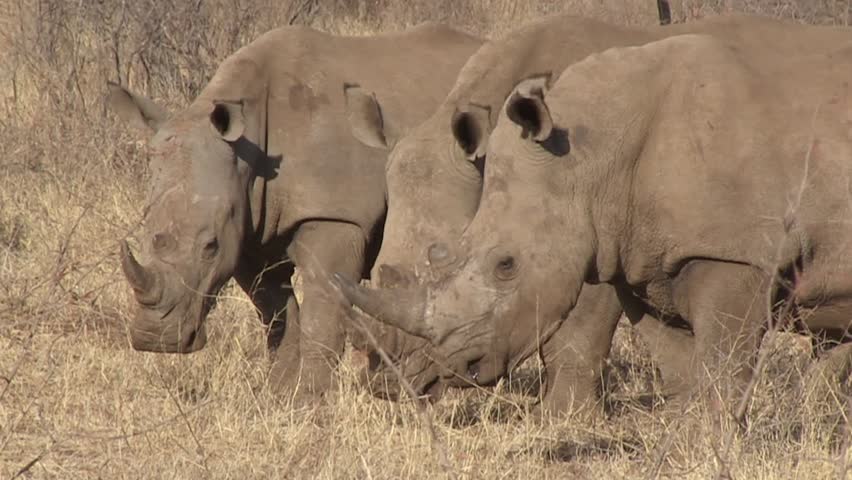 FHD 25i footage of endangered white rhinoceros (Ceratotherium simum), aka square-lipped rhino, in typical North West Province bushveld habitat - wildlife in its natural environment in South Africa.