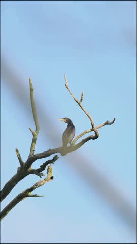Great cormorant (Phalacrocorax carbo) perched on a branch, preparing to take flight, showing natural behavior of this aquatic bird in the wild.