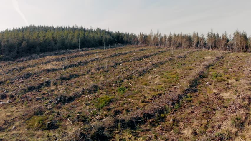 Aerial view of newly planted saplings in a cleared forest area of the Galty Mountains, with rows of young trees stretching into the distance, under a bright sky with no visible people or structures.