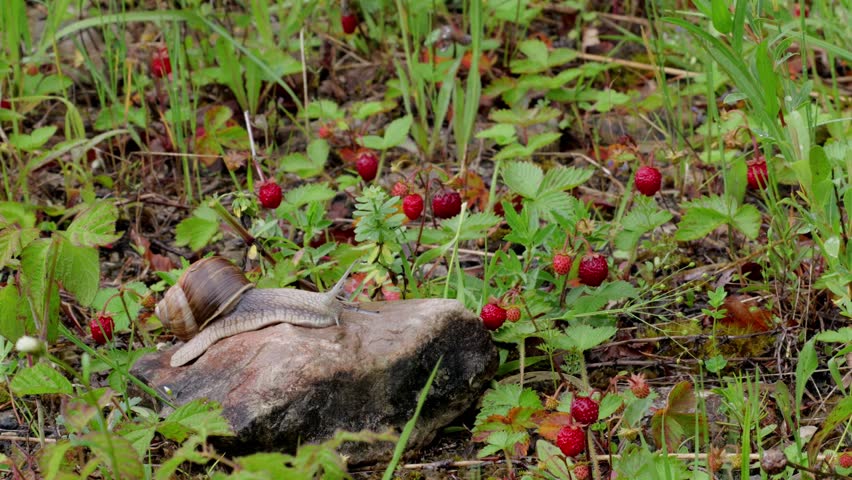Large Roman Snail Crawling Over a Rock Amidst Wild Strawberries in a Forest