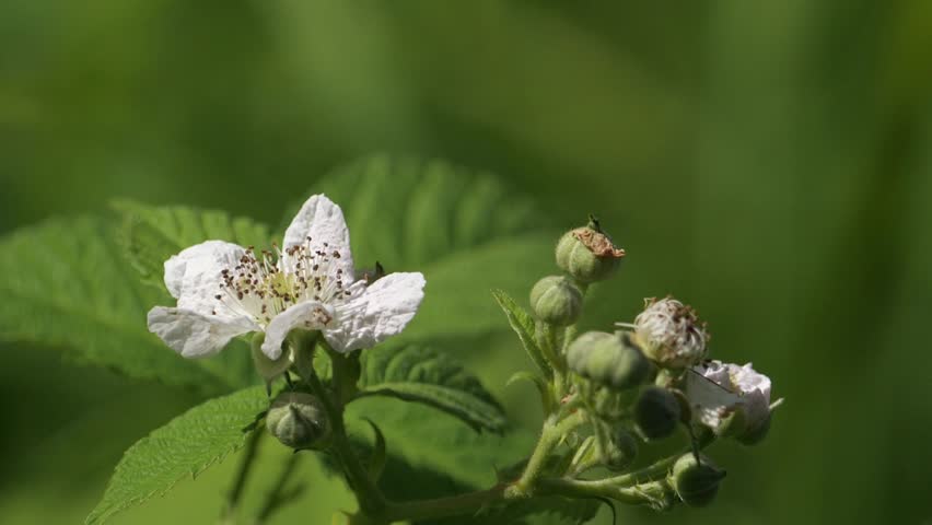 Macro Shot of a Longhorn Beetle Pollinating a White Blackberry Flower