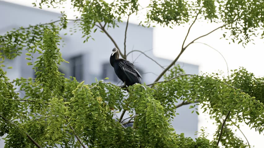 Perched Oriental Darter (Anhinga melanogaster) Waterbird. Selective Focus Shot