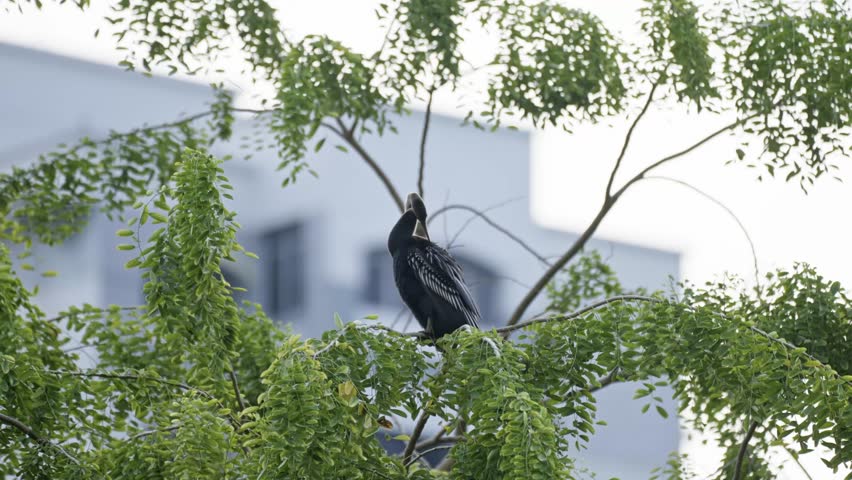 Oriental Darter With Long Pointed Bill Resting On Top Of A Tree. Close-up Shot