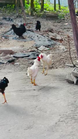 Two roosters are fighting for leadership positions. Young cockerel challenges battle in the field.