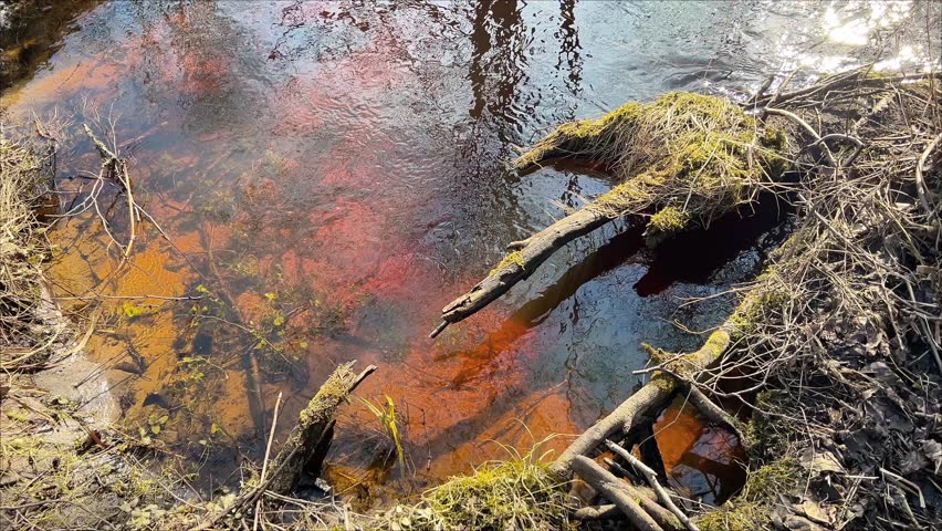 High-angle shot of a shallow river bank featuring moss-covered wood and clear water. Useful for environmental biology, water conservation campaigns, and nature park promotion.