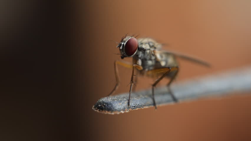 High-detail macro: A house fly