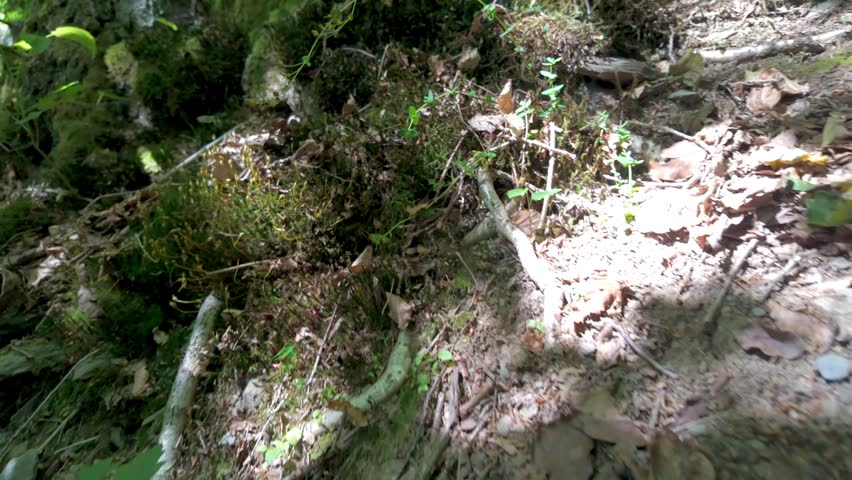 Slow Tilt Up a Moss-Covered Tree Trunk in a Sun-Dappled Forest
