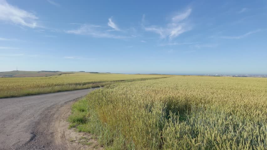 Cinematic pan across a golden wheat field and country road in Cap Blanc-Nez, France, on a sunny summer day.