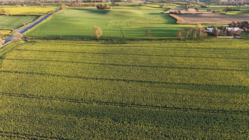 Sunset over fields of yellow 