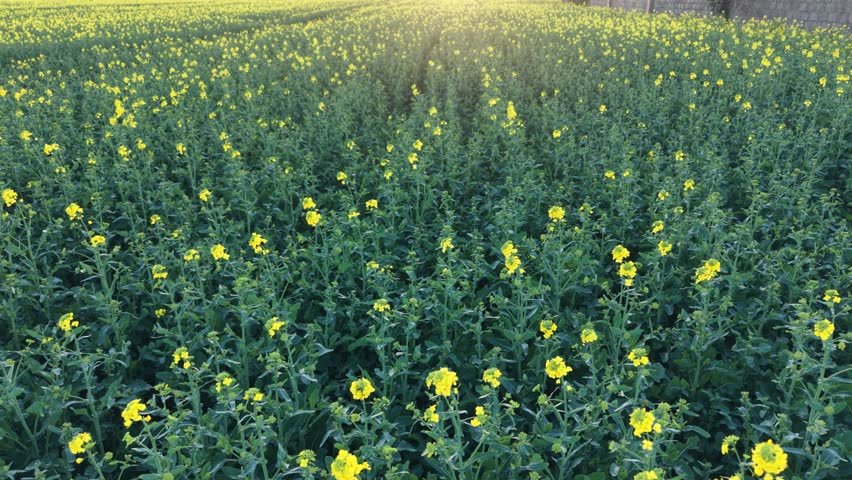 Sunset over fields of yellow 