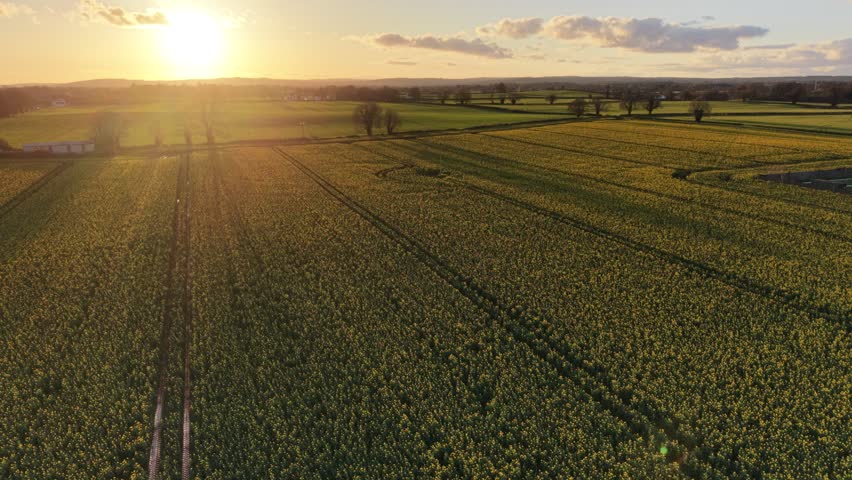 Sunset over fields of yellow 