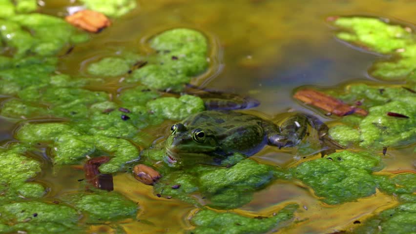Common frog, Rana temporaria, single reptile croaking in water, also known as the European common frog or European grass frog is a semi-aquatic amphibian of the family Ranidae 