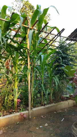 Panning shot of Tall green cornstalks grow beside bamboo trellises. Natural light illuminates a rustic garden setting. Vibrant leaves sway gently with subtle wind movement