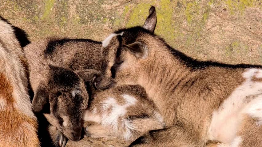 Two young goats engage in affectionate nuzzling while resting on a rocky surface, surrounded by a natural outdoor environment illuminated by soft sunlight