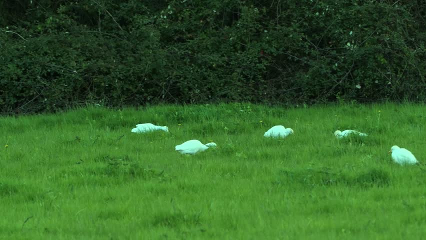 A small flock of cattle egrets finding bugs to eat in a grass field.