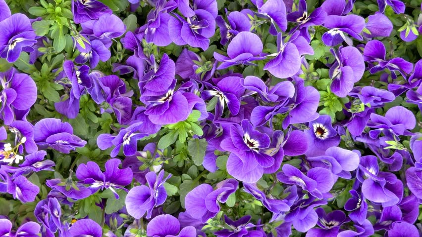 Purple pansy flowers blooming in a garden