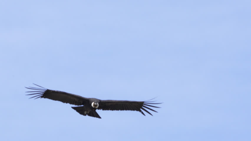 Close telephoto shot of an Andean condor gliding effortlessly in open air. Detailed view of broad wingspan and distinctive white collar against a soft blue sky background