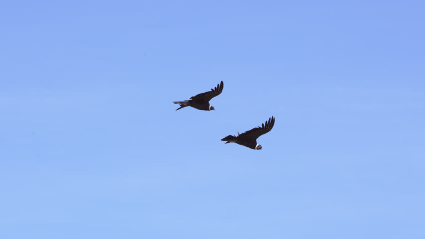 Two Andean condors soaring gracefully against a clean blue sky. Powerful wings fully extended as they glide effortlessly in synchronized flight over the Patagonian wildernes