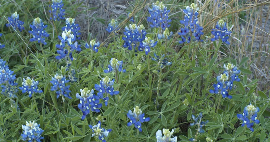 View of Texas bluebonnet field in Austin with blooming Lupinus texensis. Iconic spring landscape, vibrant wildflowers, natural habitat, and scenic countryside are perfect for seasonal concepts.