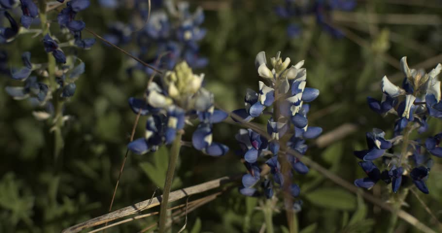 Close-up of Texas bluebonnet flowers in Austin, featuring Lupinus texensis in natural sunlight. Iconic spring wildflowers symbolizing Texas, natural beauty, seasonal bloom, and outdoor scenery.
