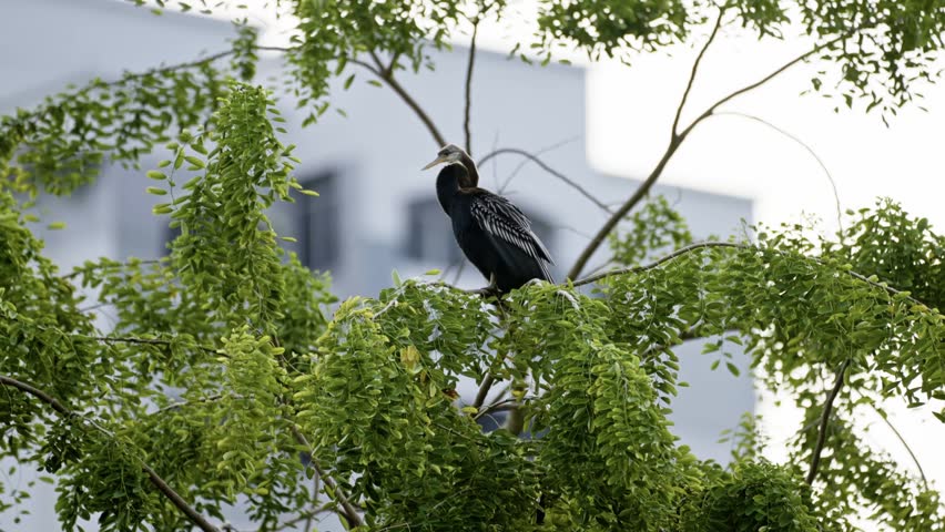 Oriental Darter Bird With Long Pointed Bill Perched Over Treetop. Static Shot