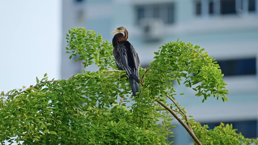 Oriental Darter Bird Perching On A Tree In City Park - Low Angle Shot