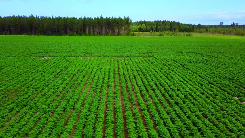 Expansive Lush Green Crop Fields Showcasing Fertile Agriculture Landscape from Above in Finland