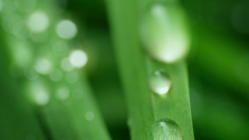 Macro Water Drops Green Leaf Rack Focus Slider. Nature Background Eco Wellness Web Design