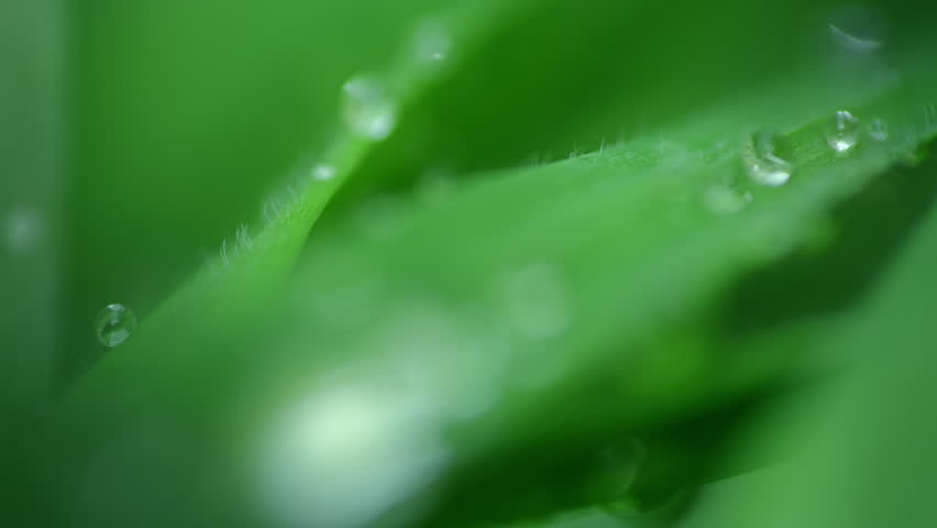 Macro Water Drops Green Leaf Rack Focus Slider. Nature Background Eco Wellness Web Design