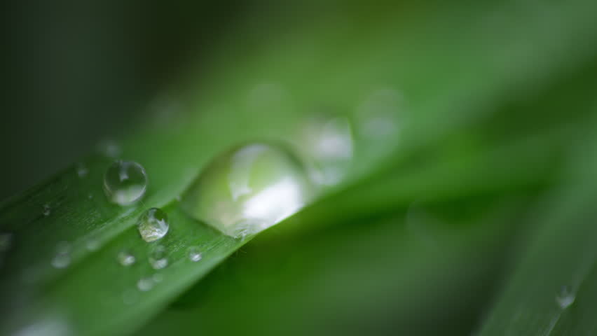 Macro Water Drops Green Leaf Rack Focus Slider. Nature Background Eco Wellness Web Design