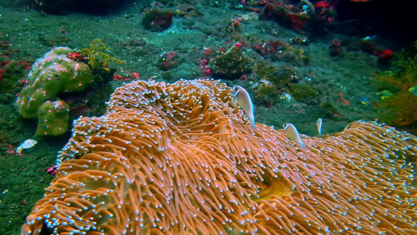 Sea anemone on the seabed in Bali, Indonesia, with small reef fish moving around its tentacles. Underwater close-up of tropical marine life on a sandy coral bottom.