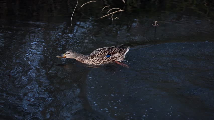 Two ducks swimming in calm natural water. Ducks moving across peaceful surface. Ducks wildlife scene with soft reflections.