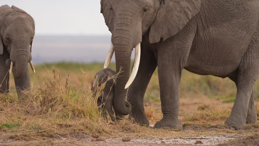 Peaceful elephant herd with calves in savanna
