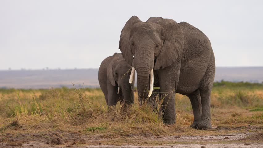 African safari elephant family with babies
