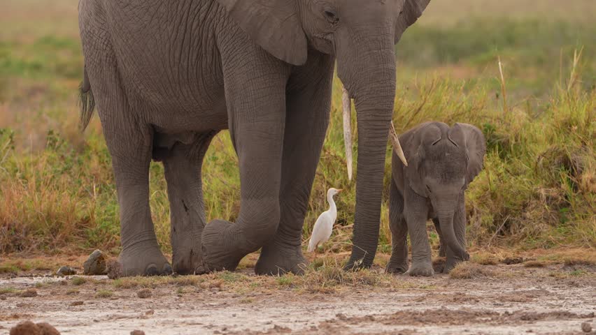 Baby elephants running with family in savanna