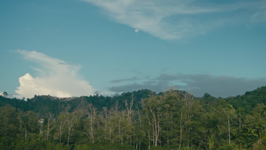 Peaceful forest scene with the moon visible above against a deep blue sky, capturing a calm and atmospheric natural landscape with tranquil evening tones.