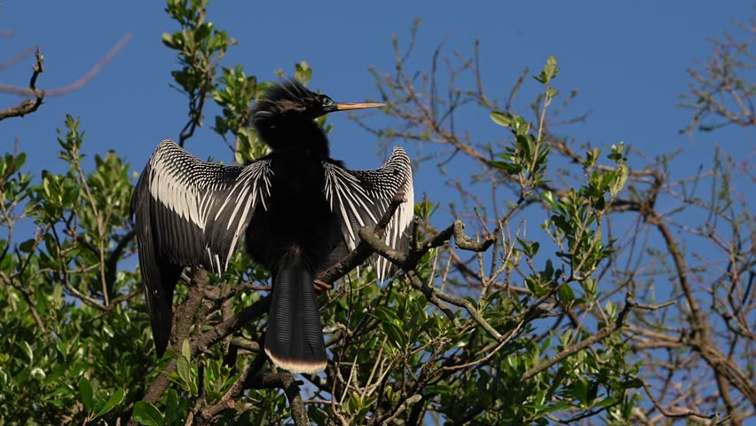 A make anhinga in breeding plumage standing in a tree