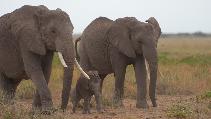 Elephant family with babies in African grassland
