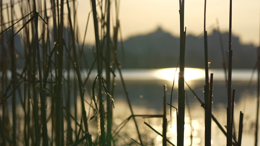 sunset in the reeds on the river in the city