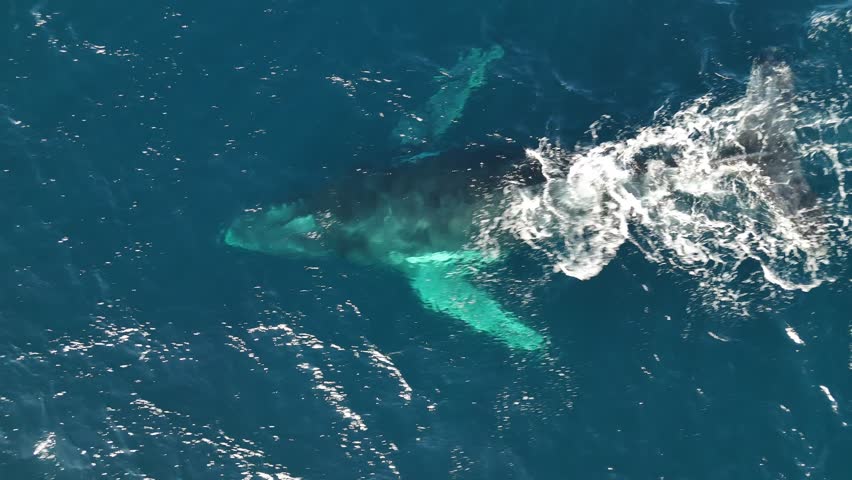 Humpback whale powerfully splashing its left pectoral fin as it surfaces during the annual migration in Sydney, Australia. Beautiful aerial shot of whale behavior in the wild.