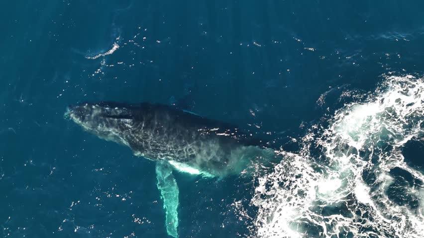 Close-up moment of a humpback whale breathing at the surface, shooting a tall water spout into the air while migrating past Sydney, Australia. Stunning ocean wildlife footage.