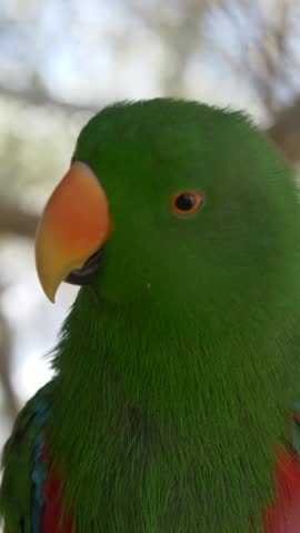 Green parrot close-up, likely Eclectus roratus. Vibrant tropical bird representing biodiversity, exotic fauna, and colorful wildlife. 