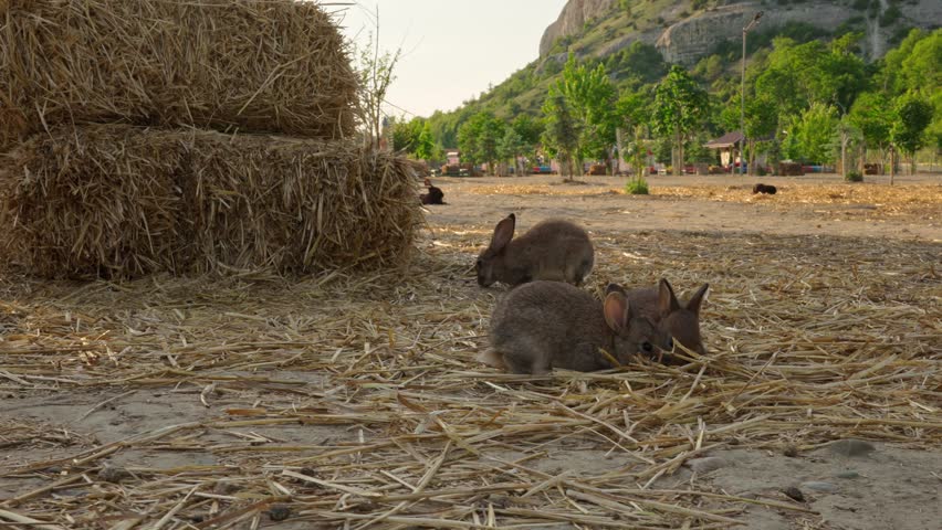 Rabbits play in a farm setting surrounded by straw bales and trees in the background during daytime