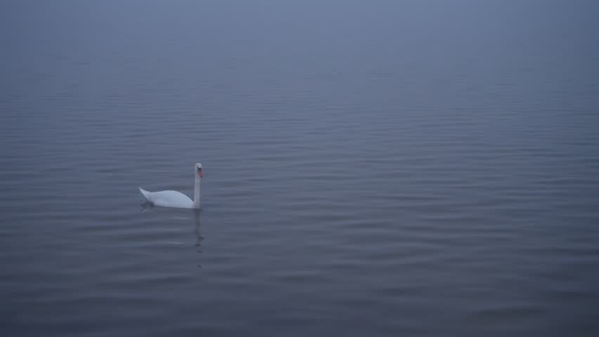 A swan searches for food on the seabed on a foggy morning