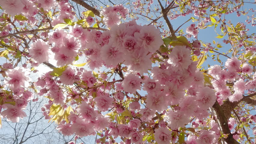 Panorama of a Japanese cherry tree full of vibrant, light-pink blooming flowers against a blue sky in backlit by the sun, sunrays shine through inflorescence, bottom view, close-up