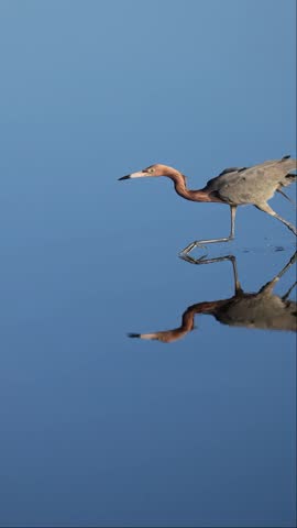 Reddish Egret Ballet Hunting Style Merritt Island Florida