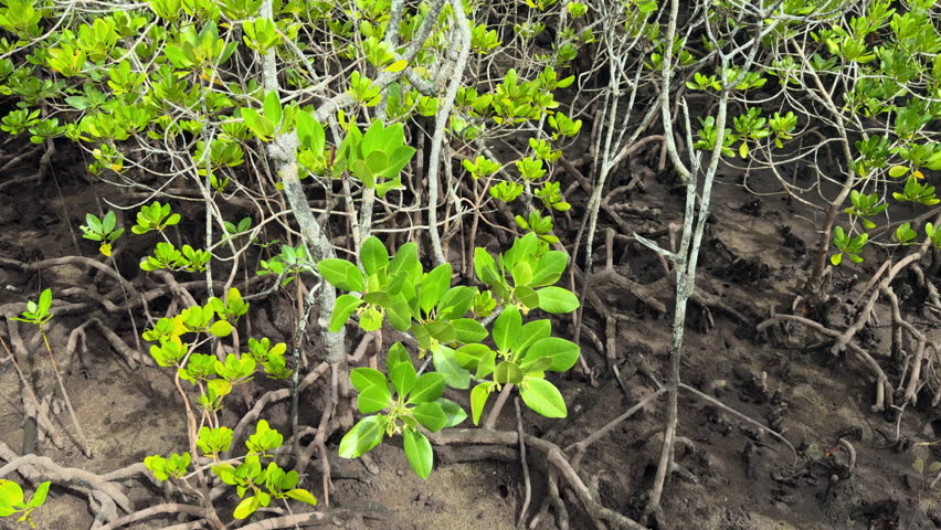 Port launay mangrove trees on Mahe, Seychelles 25fps 005