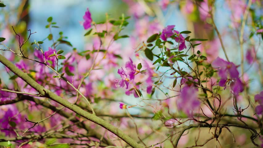 Soft-focus pink blossoms sway gently against a bright blue sky. Delicate branches frame vibrant petals in natural sunlight. No people are visible in this serene botanical scene